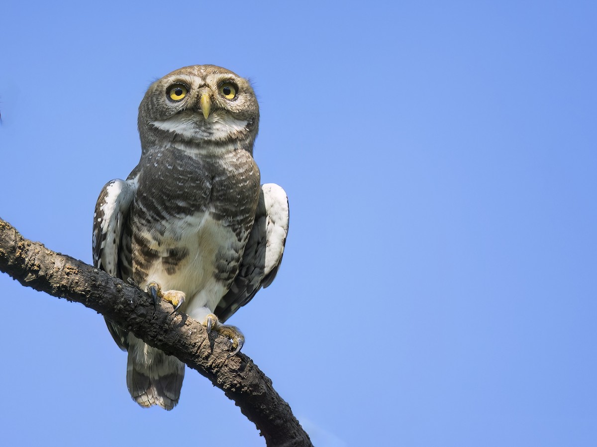 Forest Owlet - ML610583336