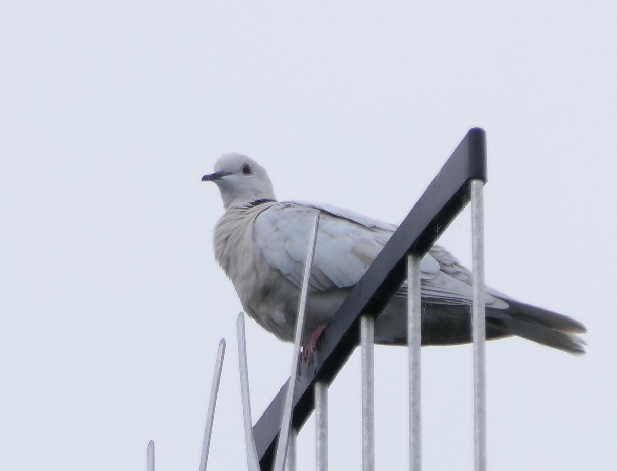 African Collared-Dove - ML610583410