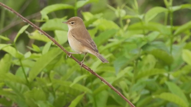 Booted Warbler - ML610583654