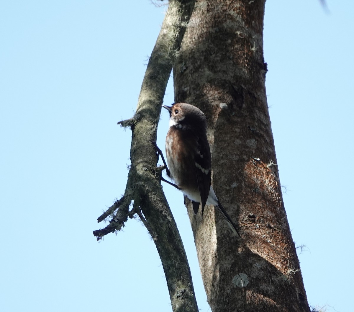 EBird Checklist 30 Oct 2023 Hakalau Forest NWR Pua Akala Tract   1200