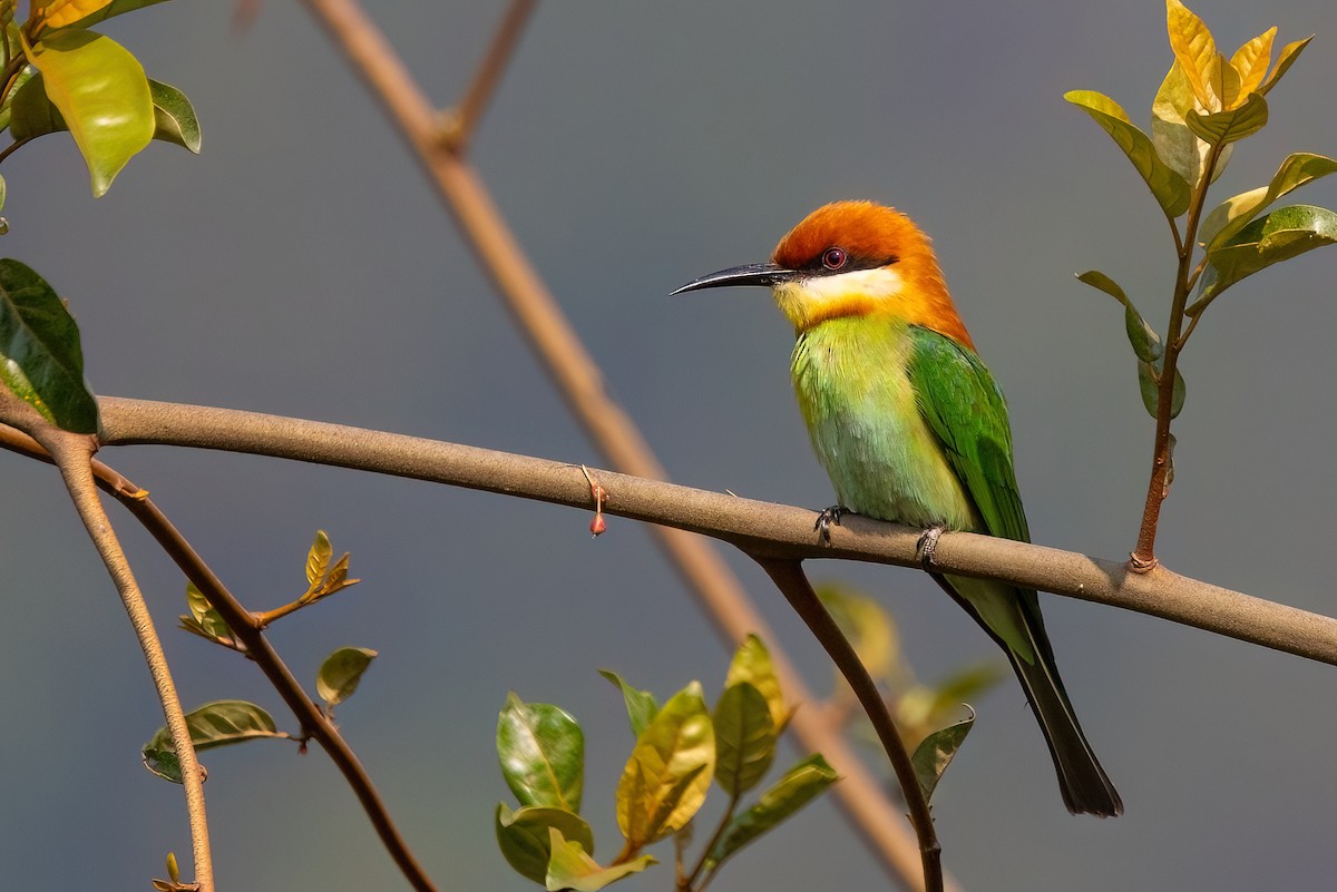 Chestnut-headed Bee-eater - Jaap Velden