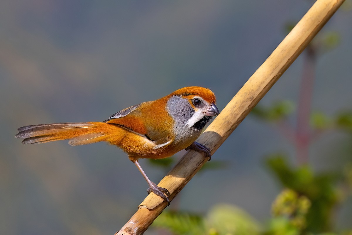 Black-throated Parrotbill (Gray-breasted) - ML610584063