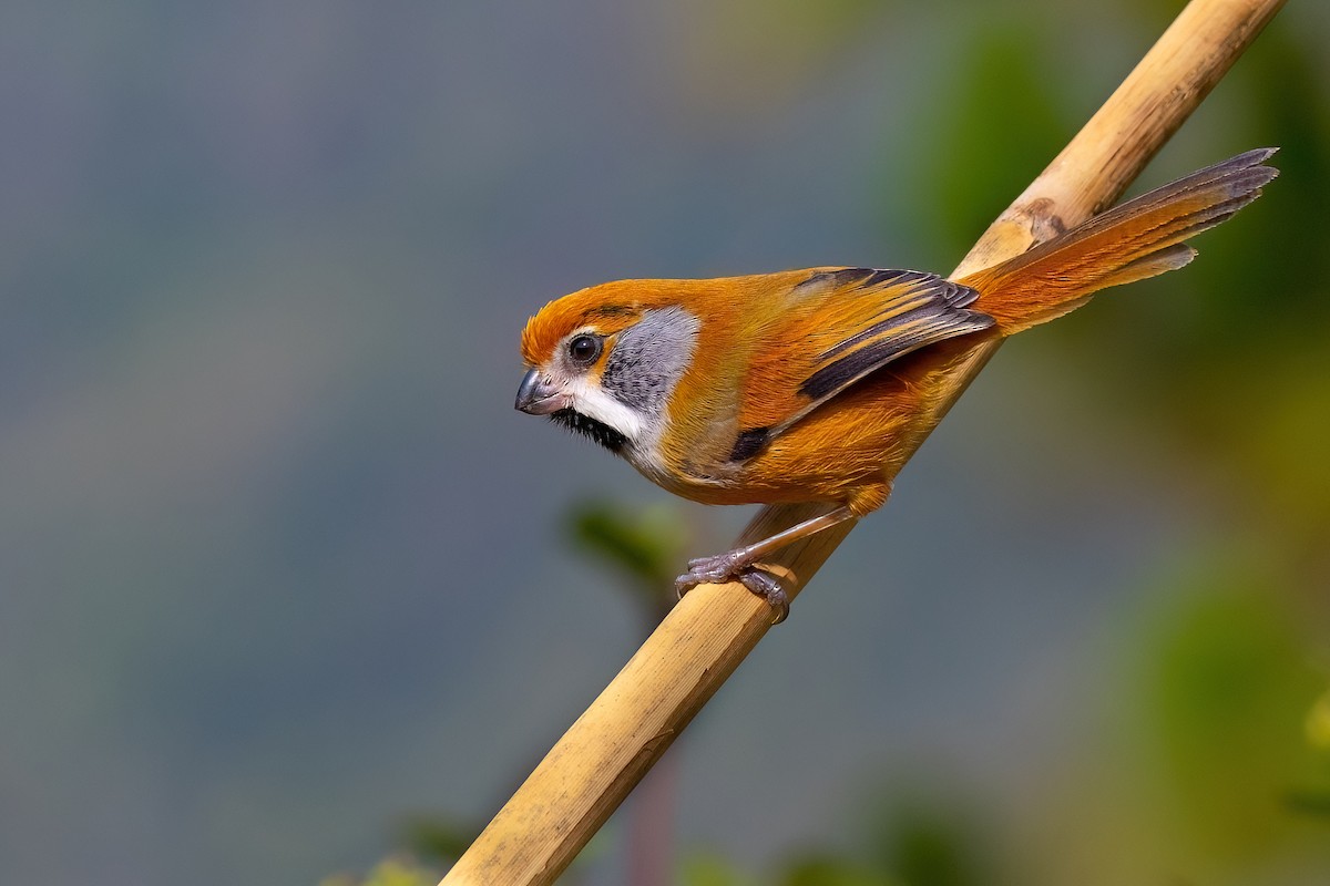 Black-throated Parrotbill (Gray-breasted) - ML610584067