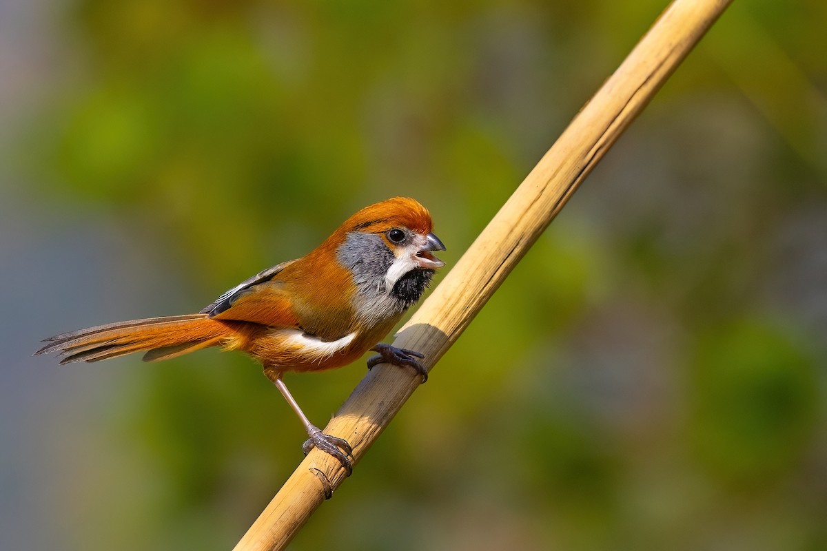 Black-throated Parrotbill (Gray-breasted) - ML610584069