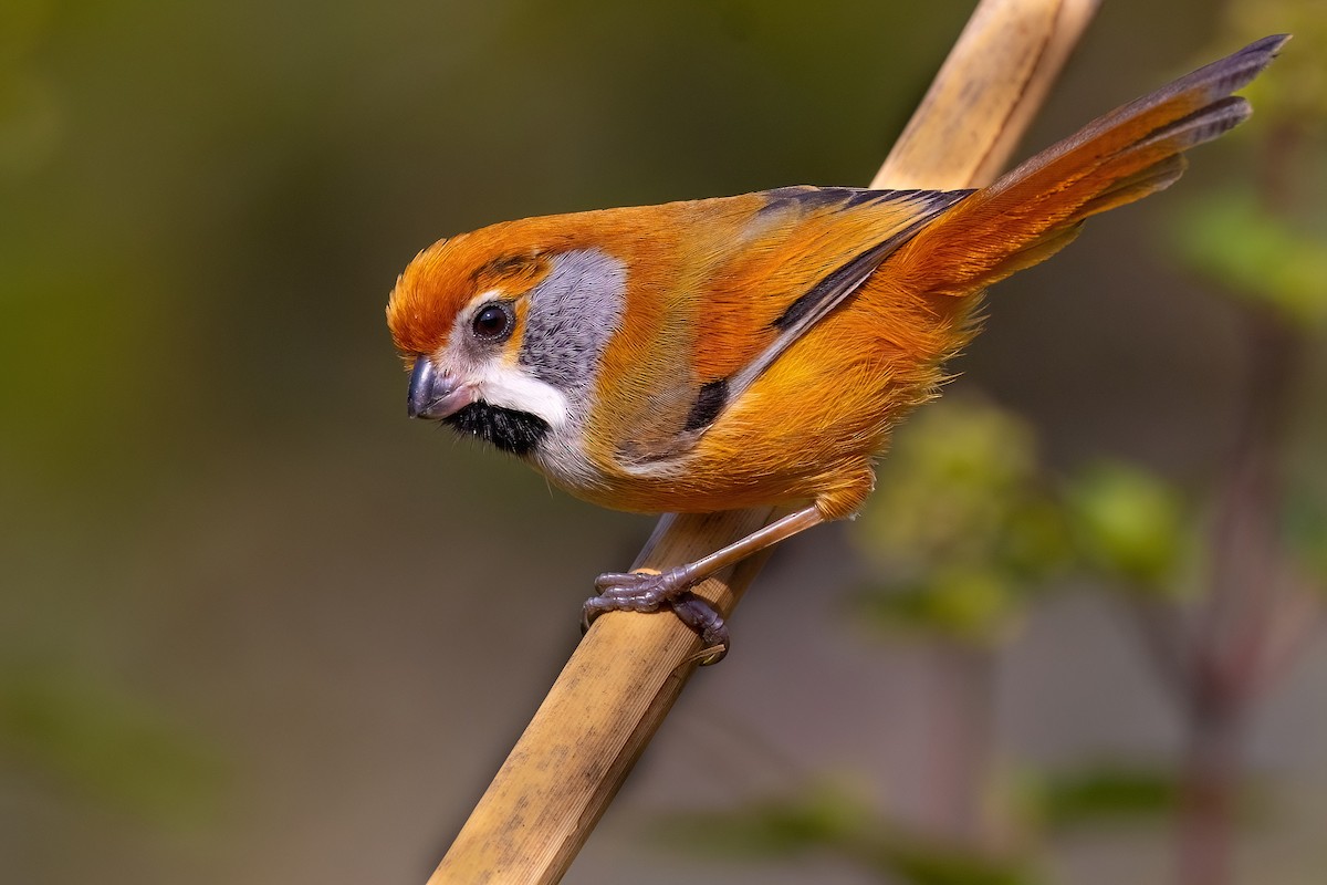 Black-throated Parrotbill (Gray-breasted) - ML610584070