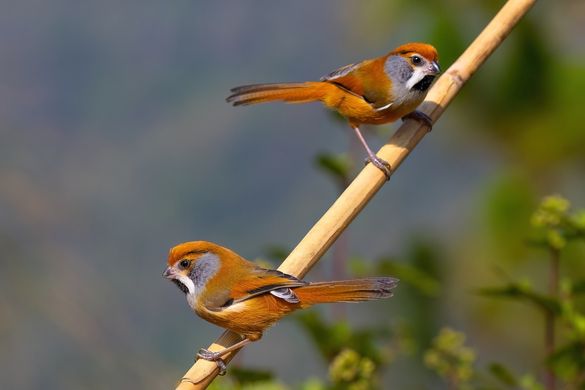 Black-throated Parrotbill (Gray-breasted) - ML610584071
