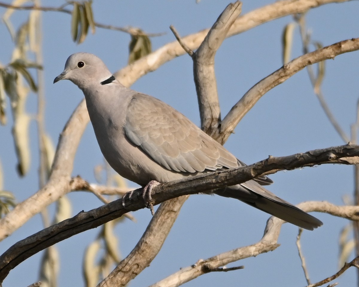 Eurasian Collared-Dove - Robert Parker