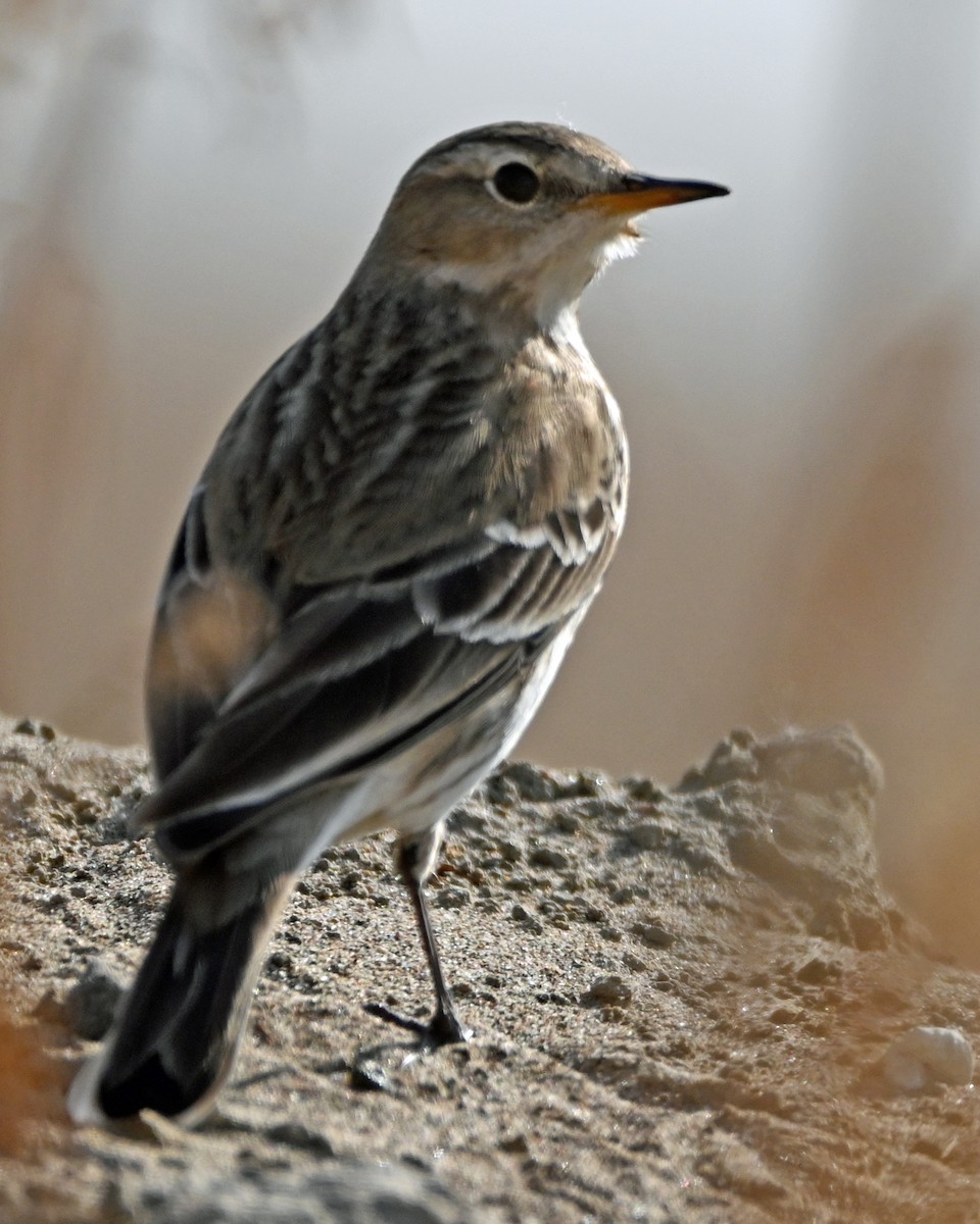 Water Pipit - ML610584111
