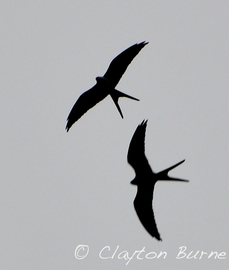 Swallow-tailed Kite - ML610584384