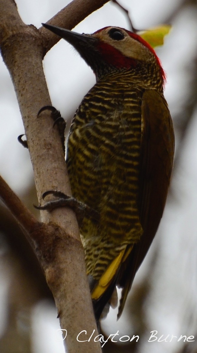 Golden-olive Woodpecker (Golden-olive) - Clayton Burne