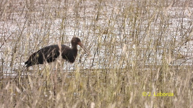 Black Stork - ML610584399