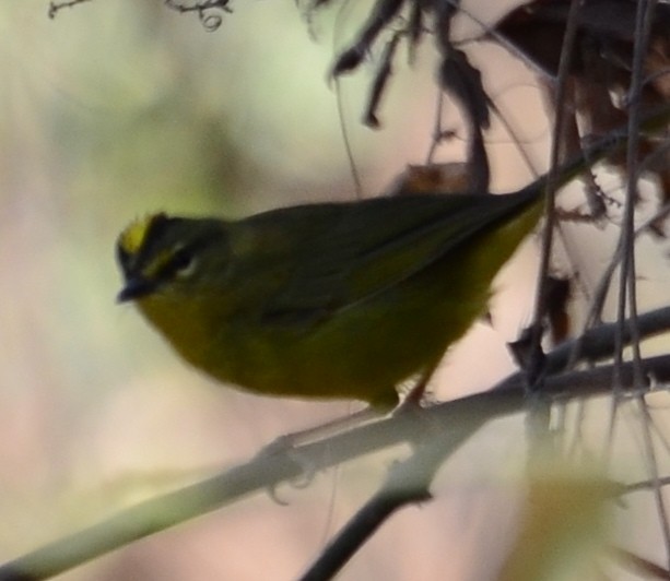 Two-banded Warbler (Two-banded) - ML610584406