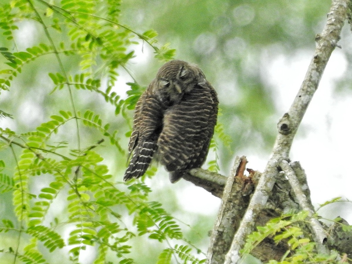 Asian Barred Owlet - ML610584505