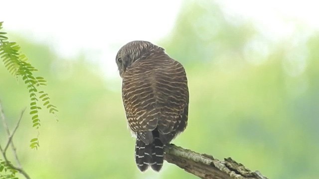 Asian Barred Owlet - ML610584523