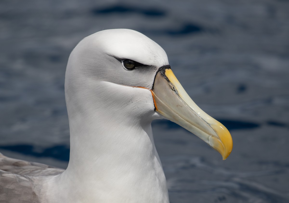 White-capped Albatross - ML610584687