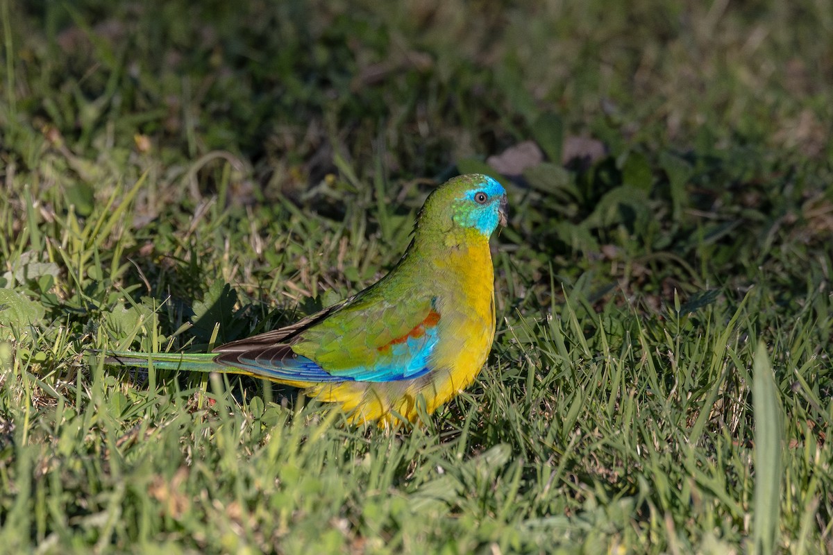 Turquoise Parrot - ML610584970