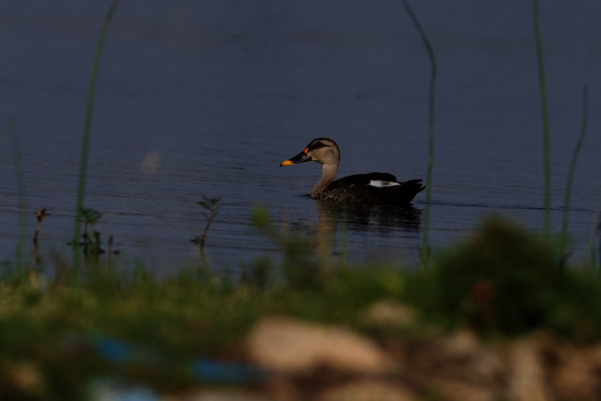 Indian Spot-billed Duck - ML610584990