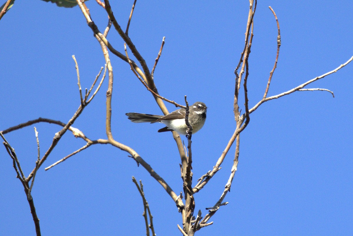 Gray Fantail (albiscapa) - ML610585327