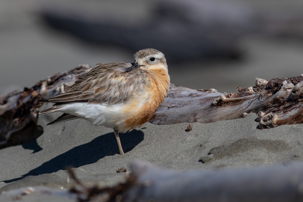 Red-breasted Dotterel - ML610585352