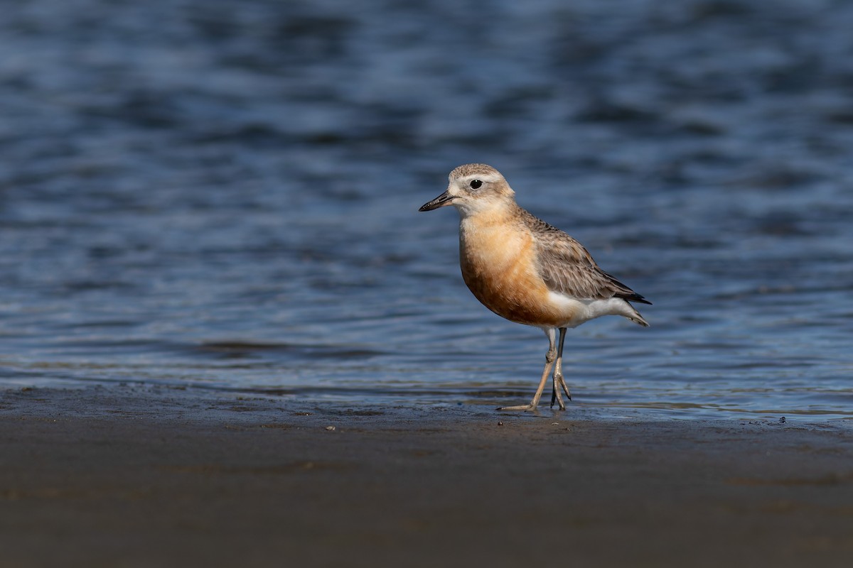 Red-breasted Dotterel - ML610585407