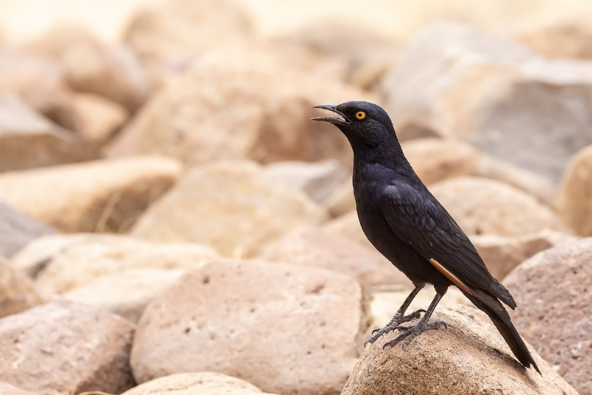 Pale-winged Starling - ML610585416