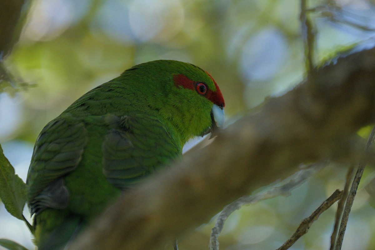 Red-crowned Parakeet - ML610585470