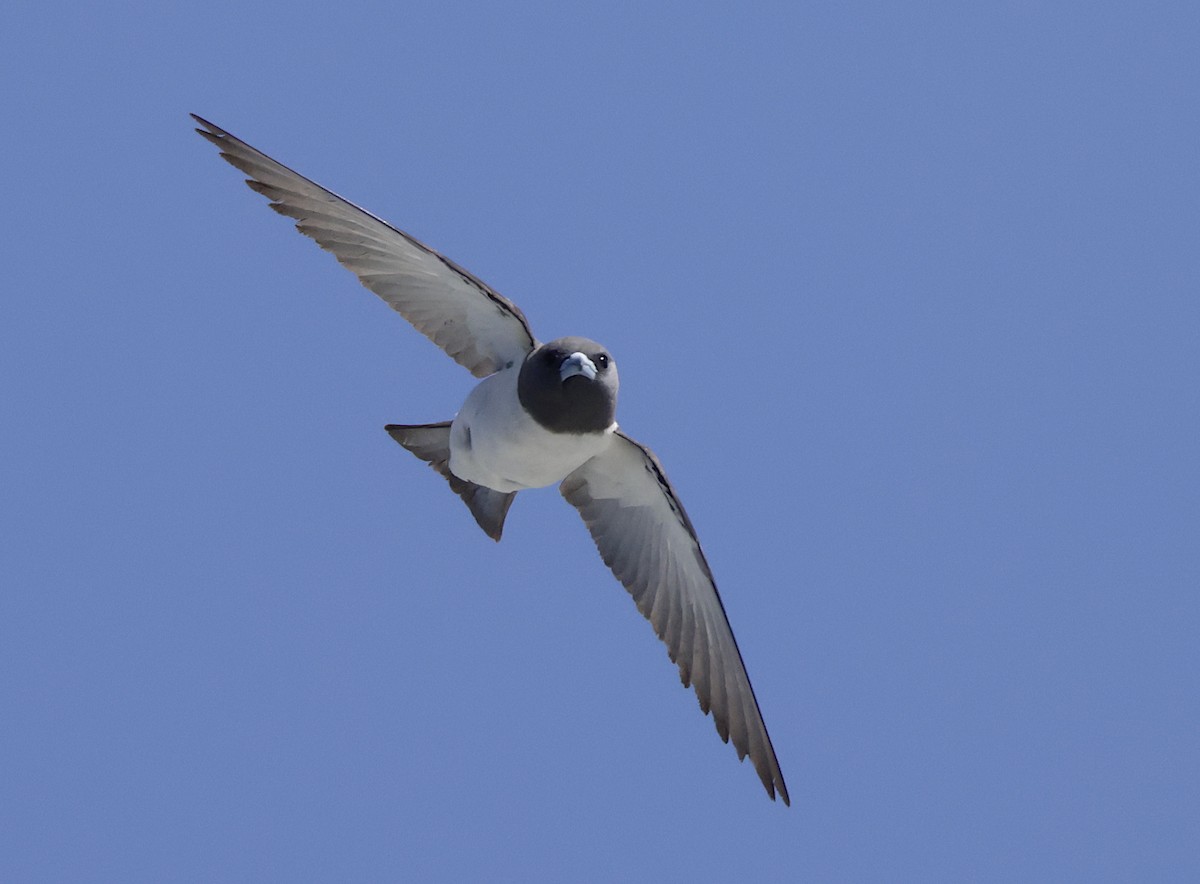 White-breasted Woodswallow - ML610585526