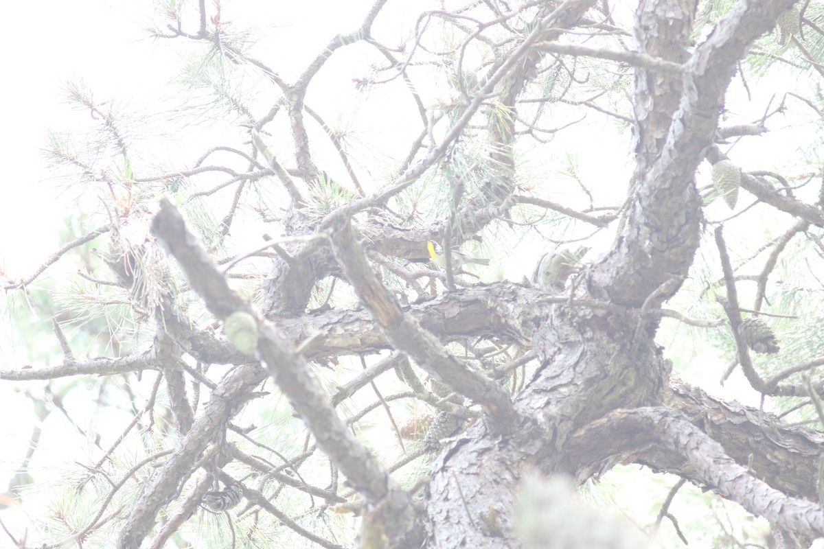 Yellow-throated Warbler - ML610585563