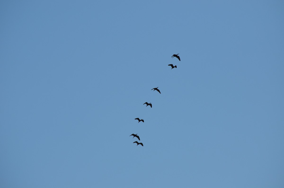 ibis hnědý - ML610585690