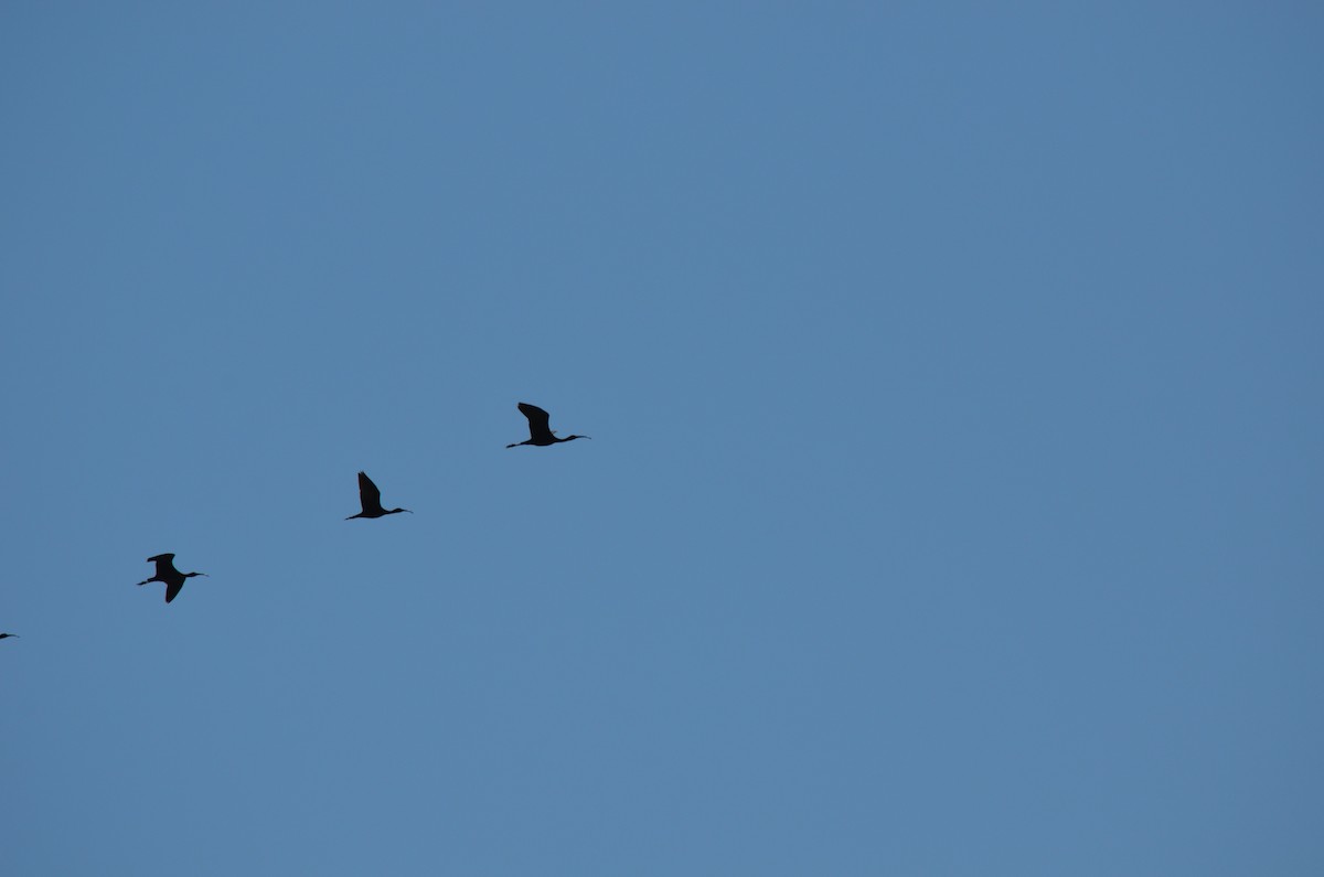 ibis hnědý - ML610585691