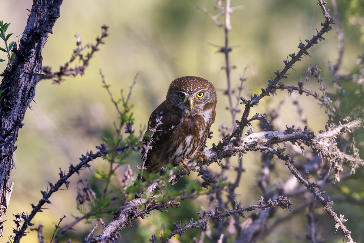 Austral Pygmy-Owl - ML610586223