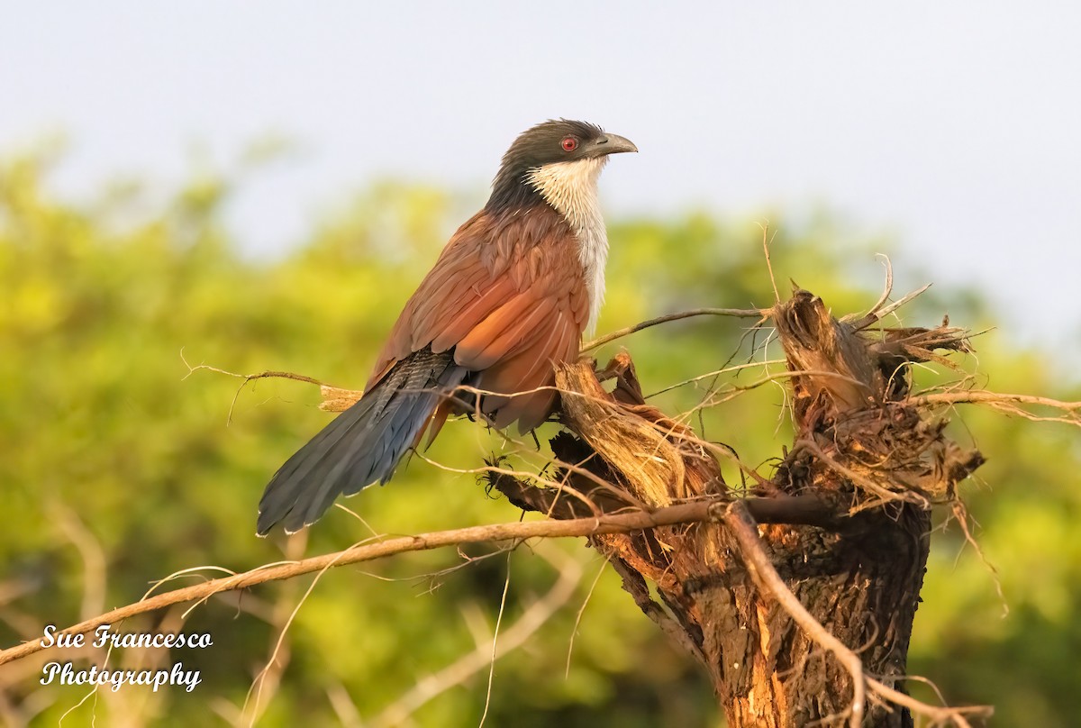 White-browed Coucal (Burchell's) - ML610586365