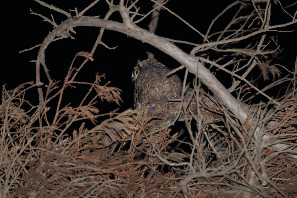 Lesser Horned Owl - ML610586372