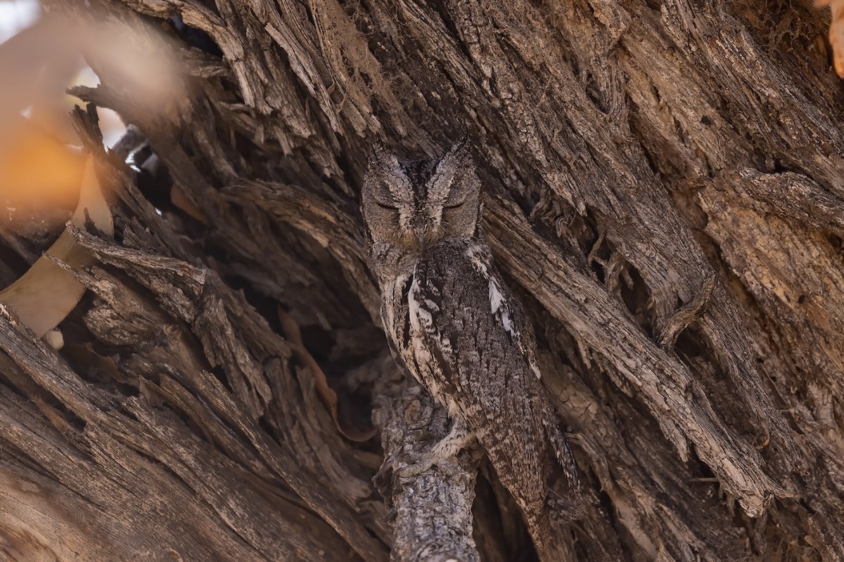 African Scops-Owl (African) - ML610586444