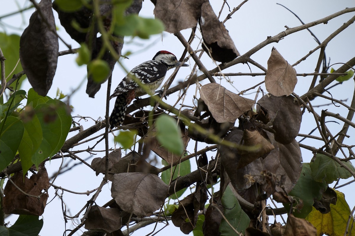 Freckle-breasted Woodpecker - ML610586666