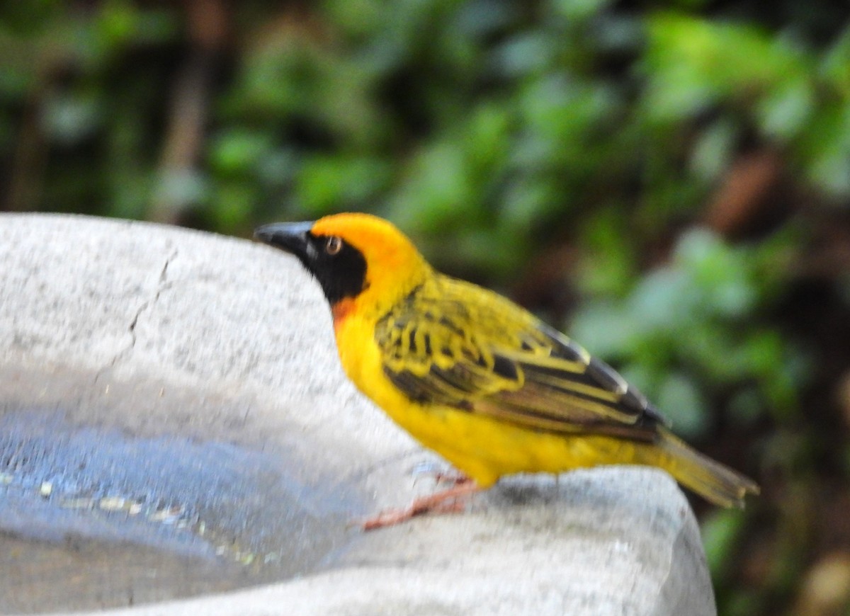 Speke's Weaver - ML610587085