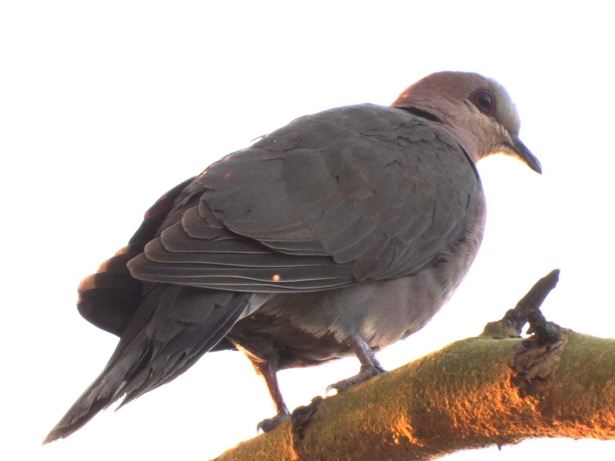 Red-eyed Dove - ML610587105