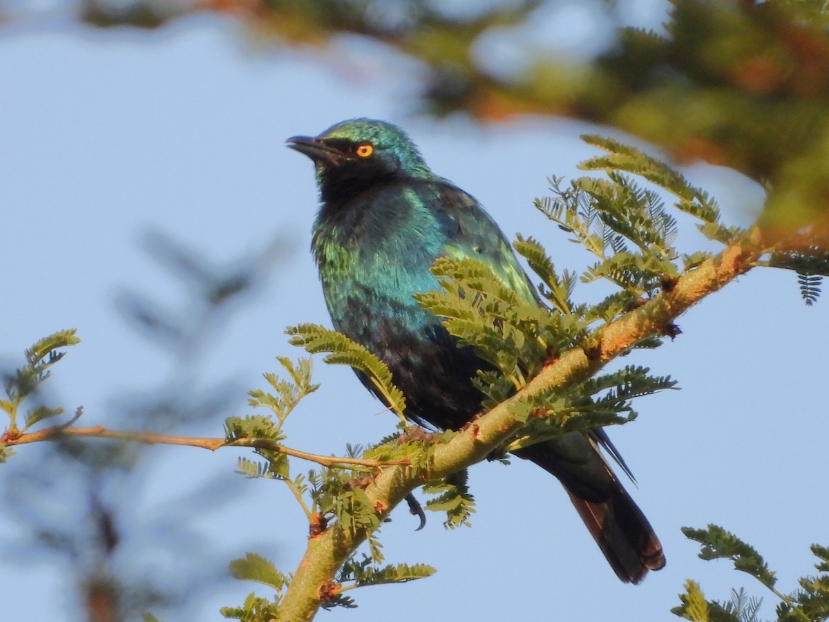 Greater Blue-eared Starling - ML610587121