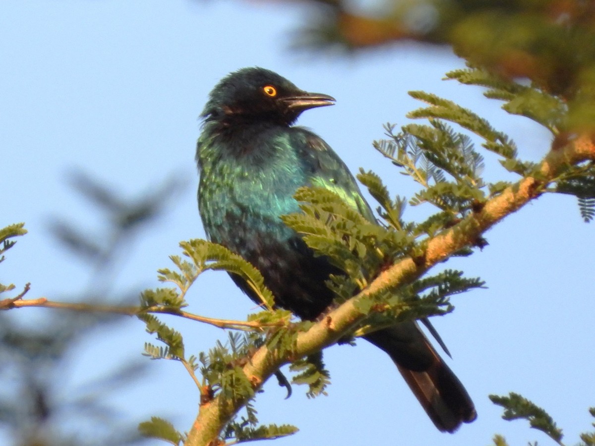 Greater Blue-eared Starling - ML610587122
