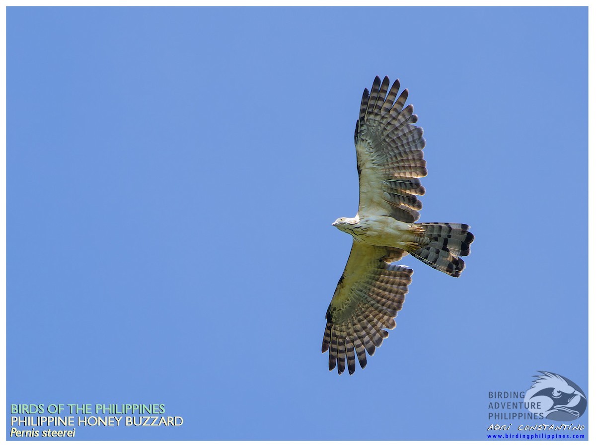 Philippine Honey-buzzard - ML610587282