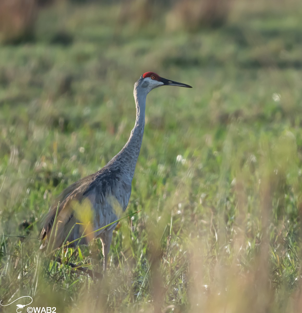 eBird Checklist - 29 Oct 2023 - Dinner Island Ranch WMA - 47 species