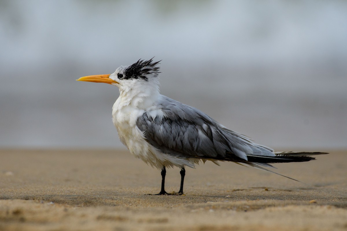 Great Crested Tern - ML610587878
