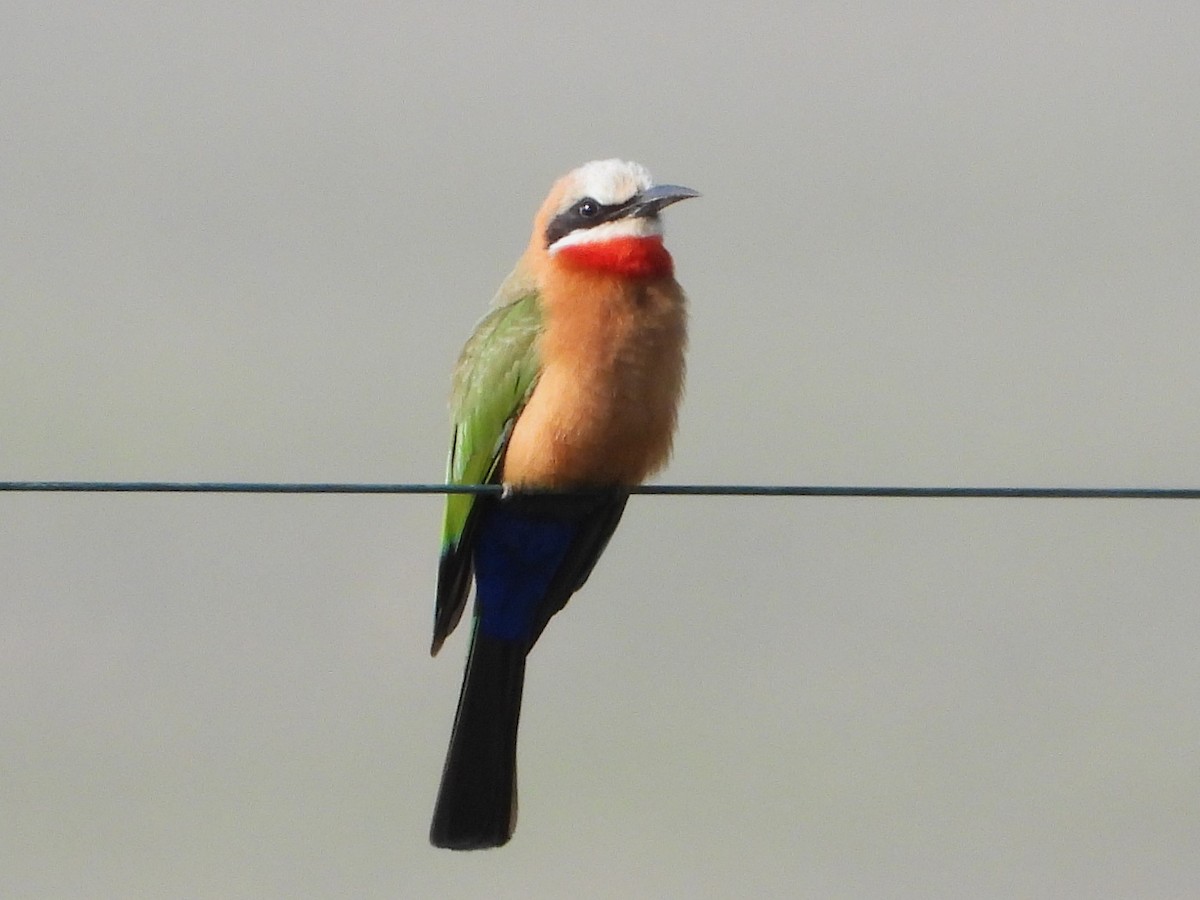 White-fronted Bee-eater - ML610587943