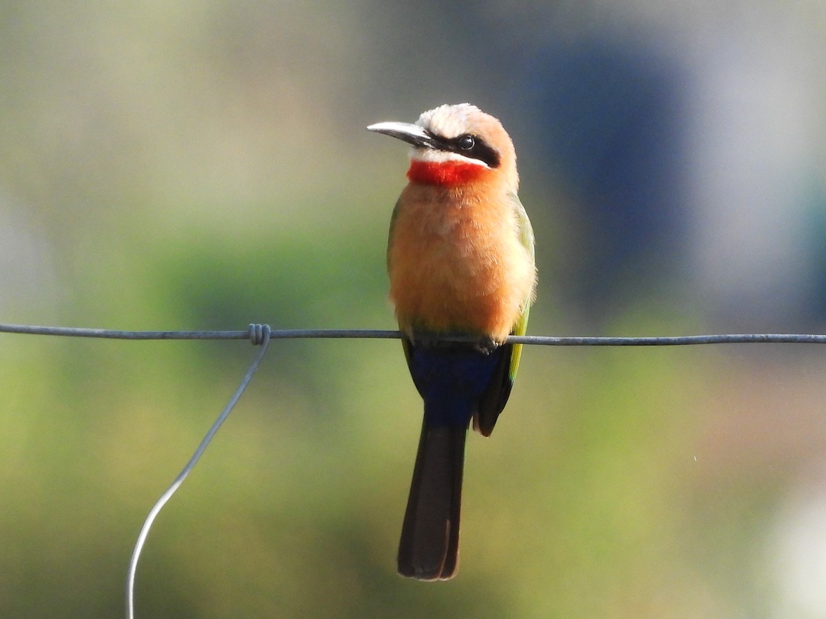 White-fronted Bee-eater - ML610587944