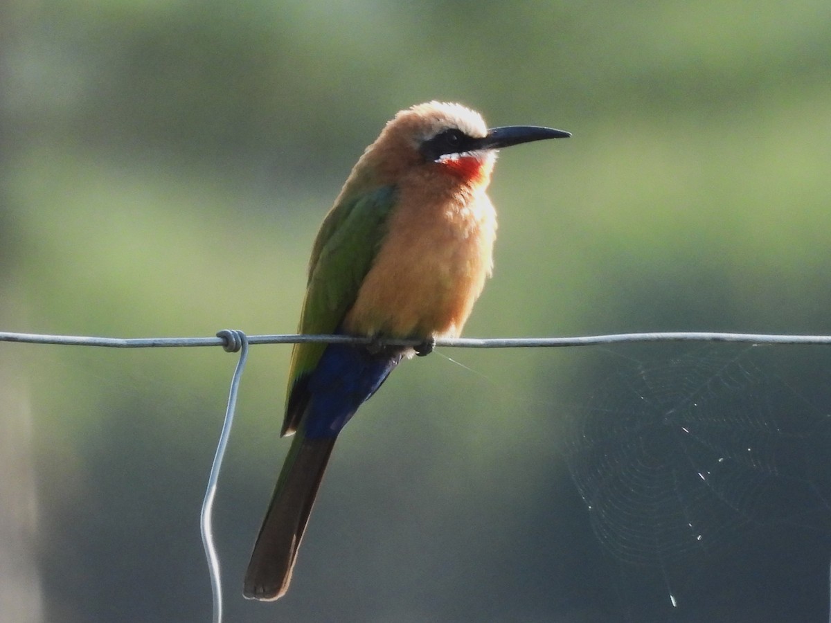 White-fronted Bee-eater - ML610587945