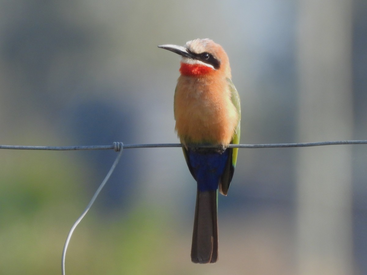 White-fronted Bee-eater - ML610587946