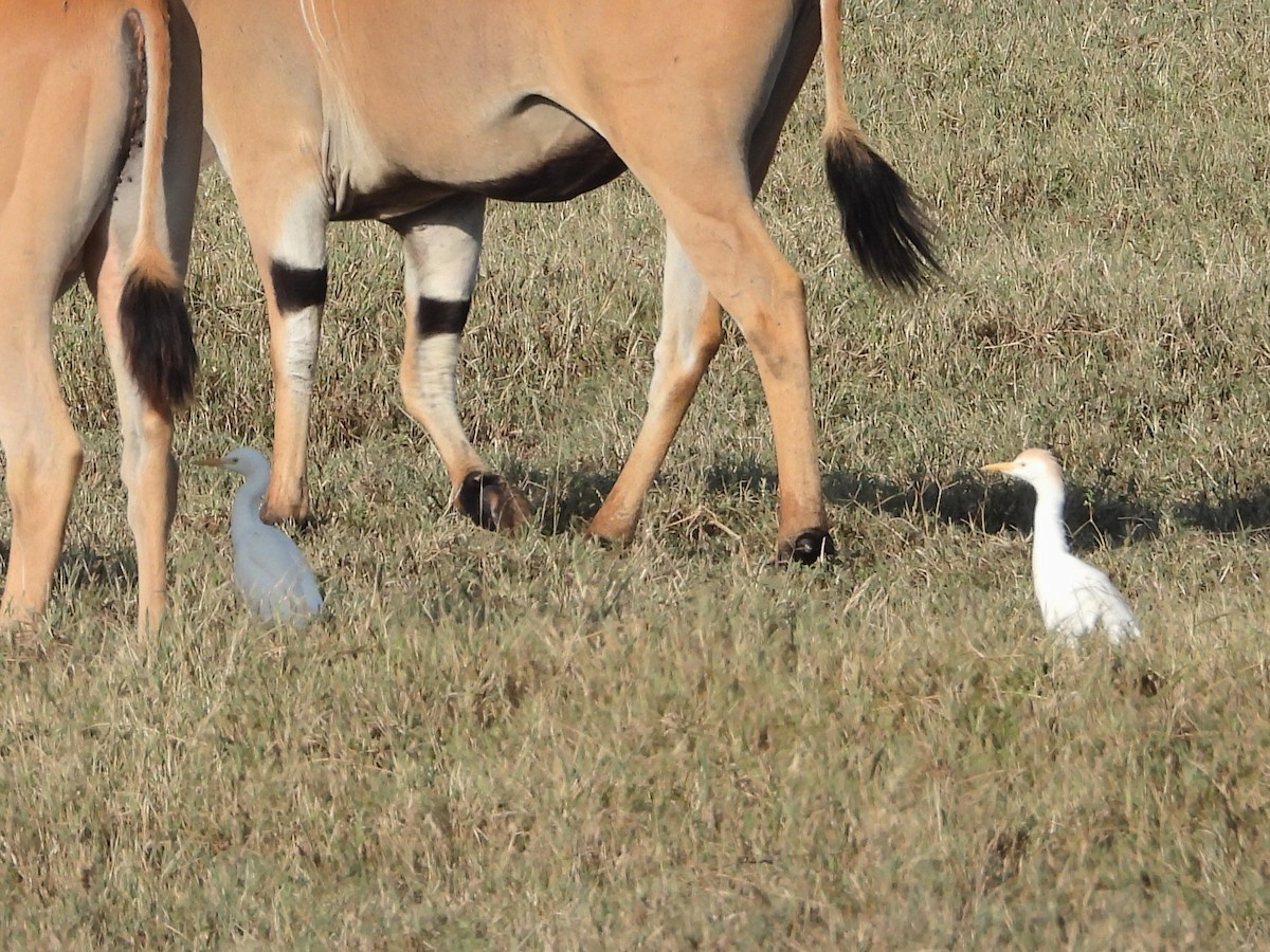 Western Cattle Egret - ML610587952