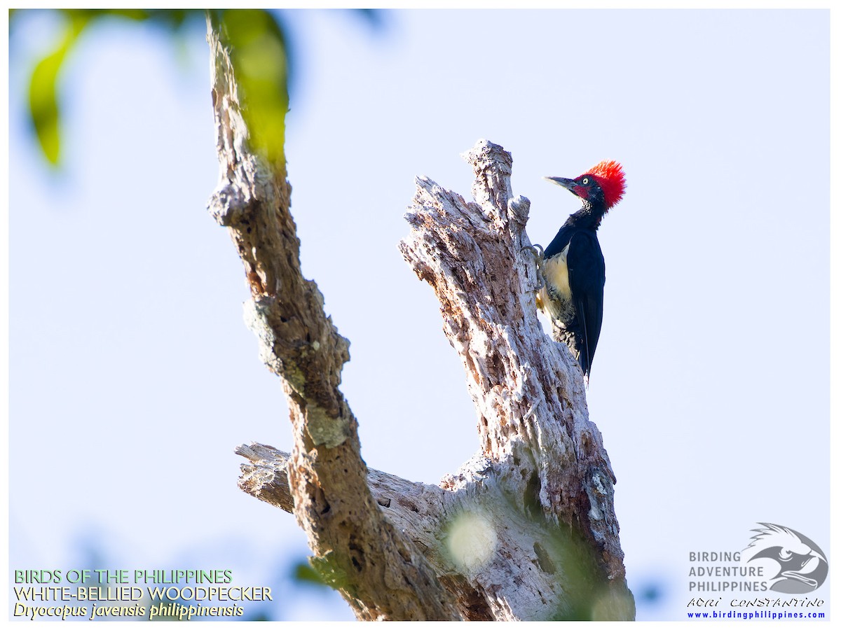 White-bellied Woodpecker - ML610588453