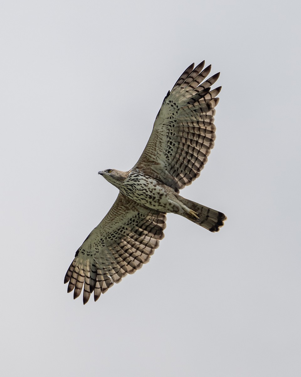 Changeable Hawk-Eagle - Yifei Zheng
