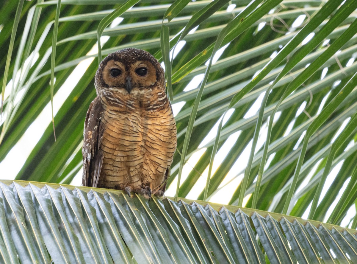 Spotted Wood-Owl - ML610588557
